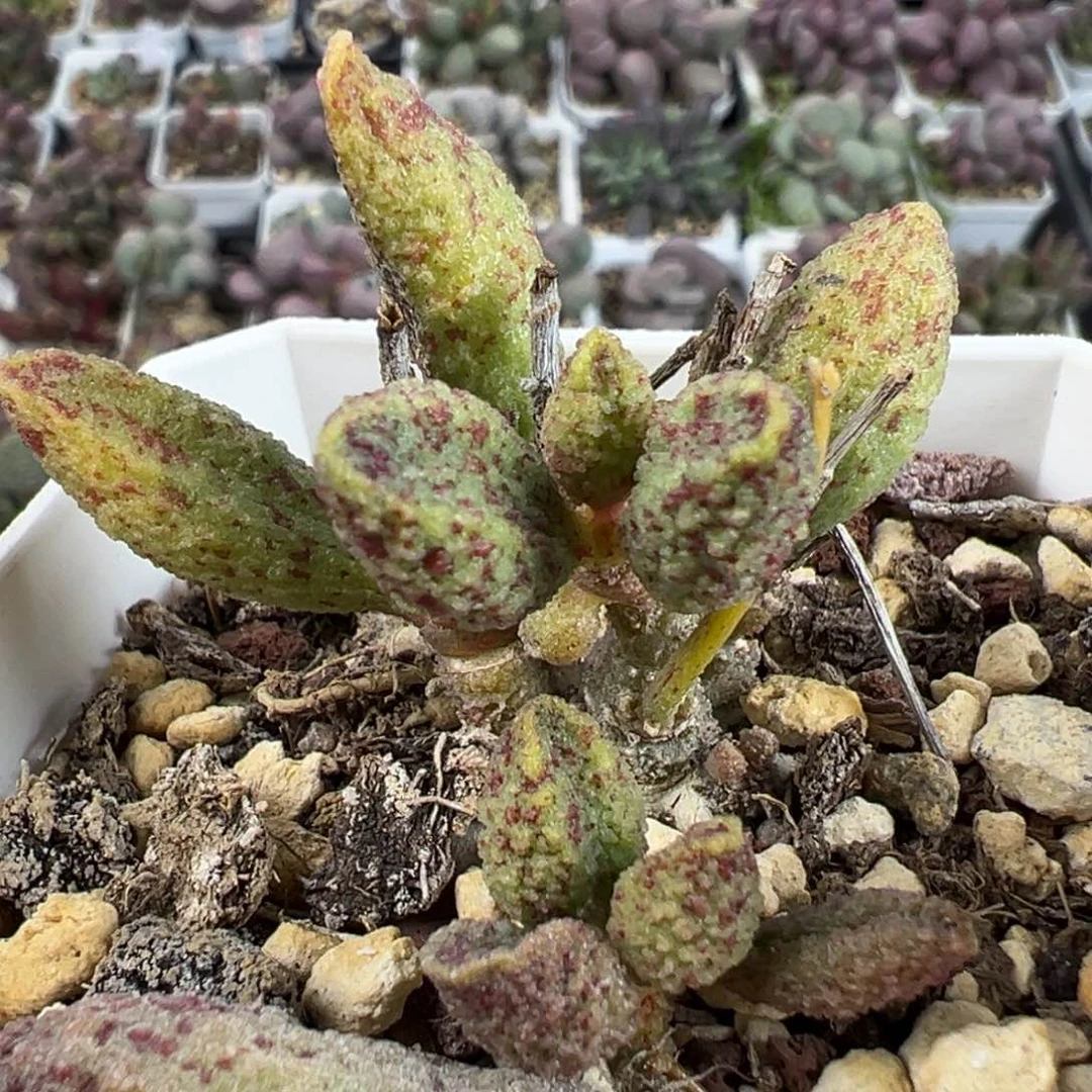 实生新品血斑款多头纯木质桩