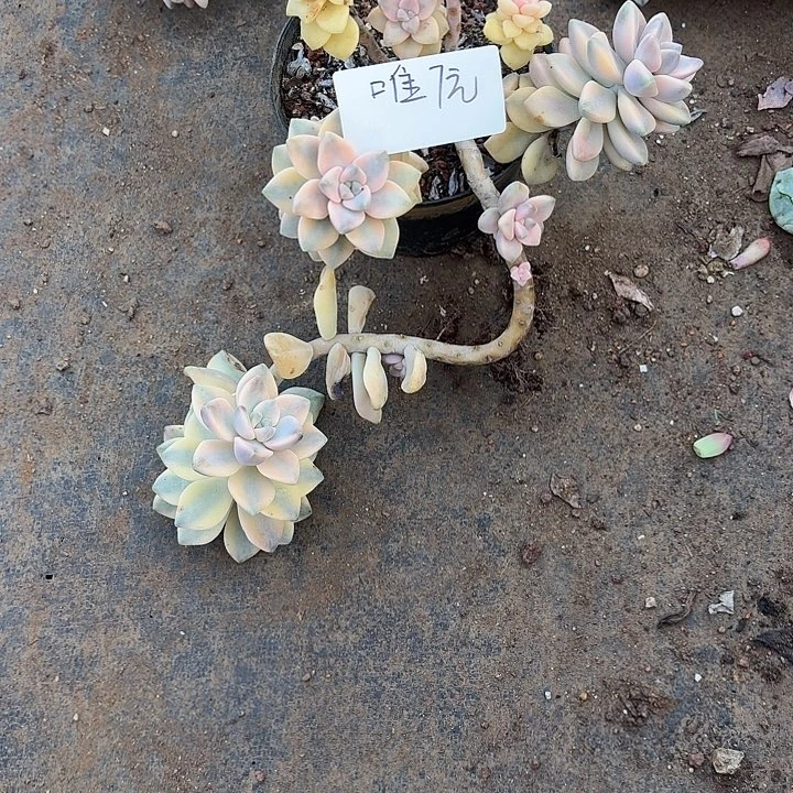 唯***e多肉植物一物一拍