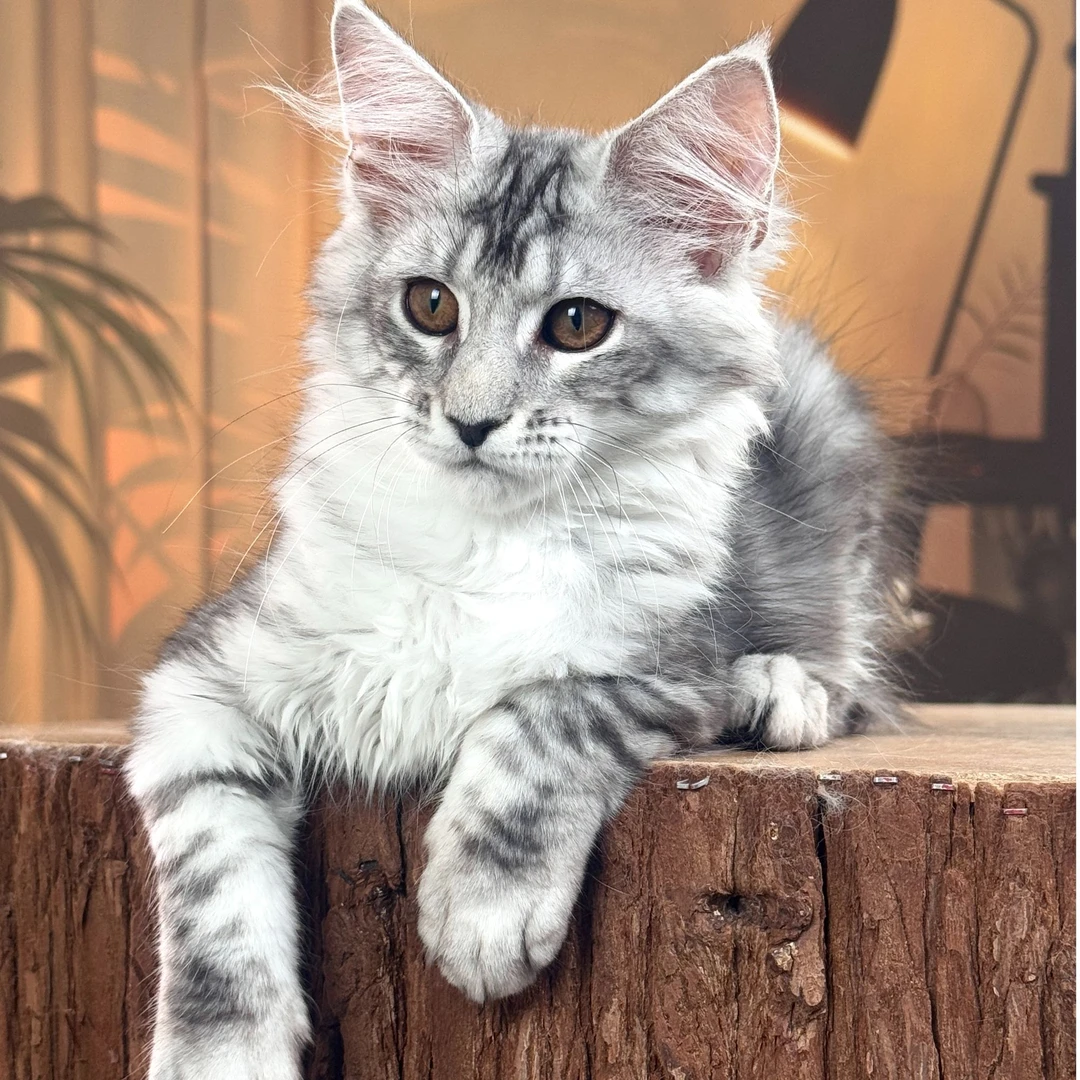 （Bing哥专属）银虎斑弟弟缅因猫