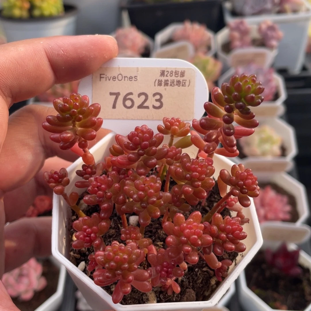 浆果7623-7.5厘米