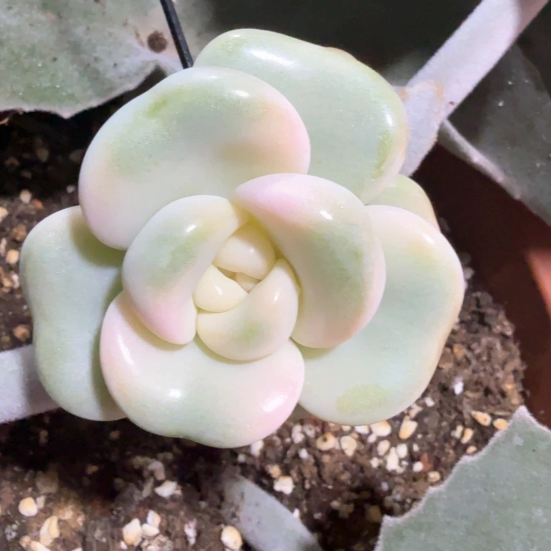 卡***伊卡哇伊 多肉植物