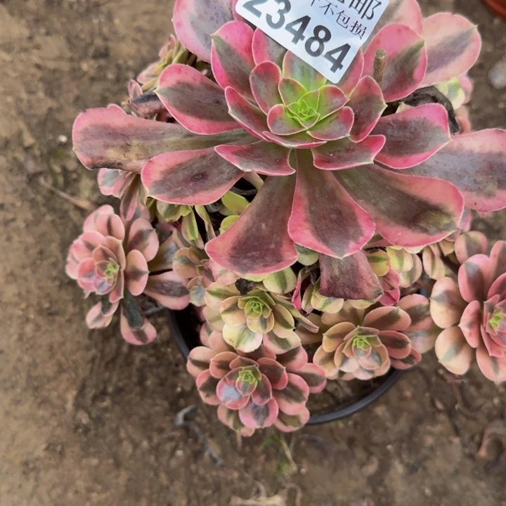 23484美杜莎多肉植物