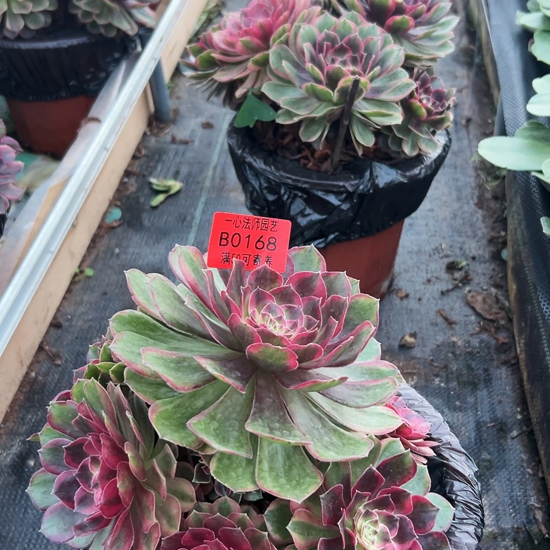 爱***囡克拉恋人、168多肉植物