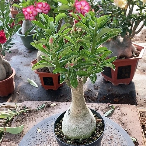 【闪购商品】无花朵初****寞