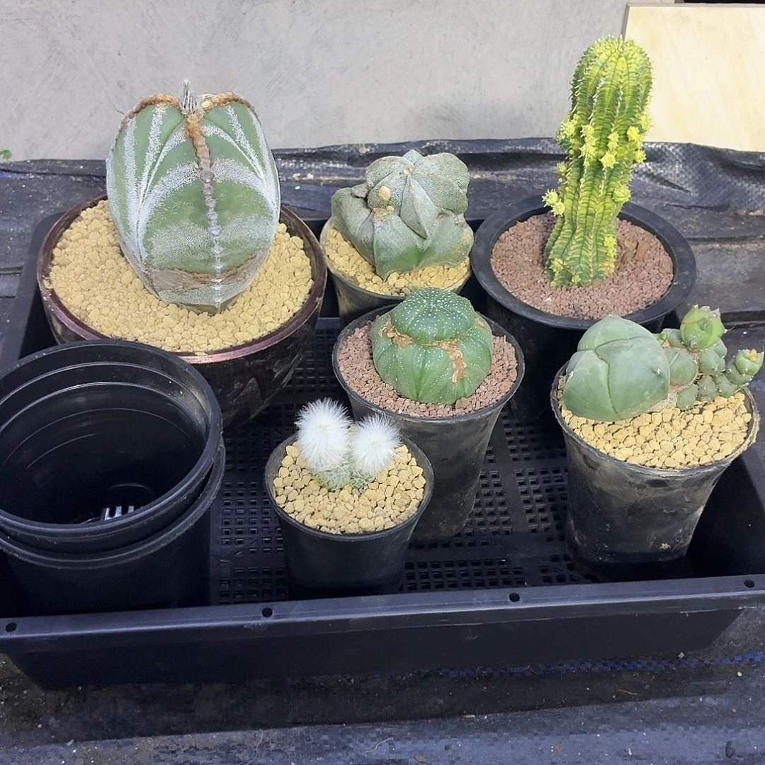 天***瑜一物一拍仙人球怪鸾