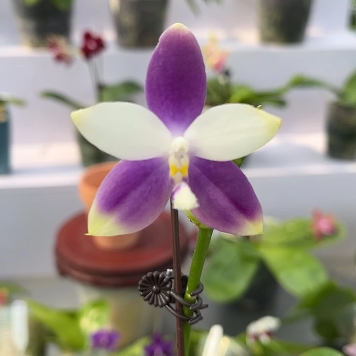 完全开放2.5寸杯蓝珍妮分生全体浓香
