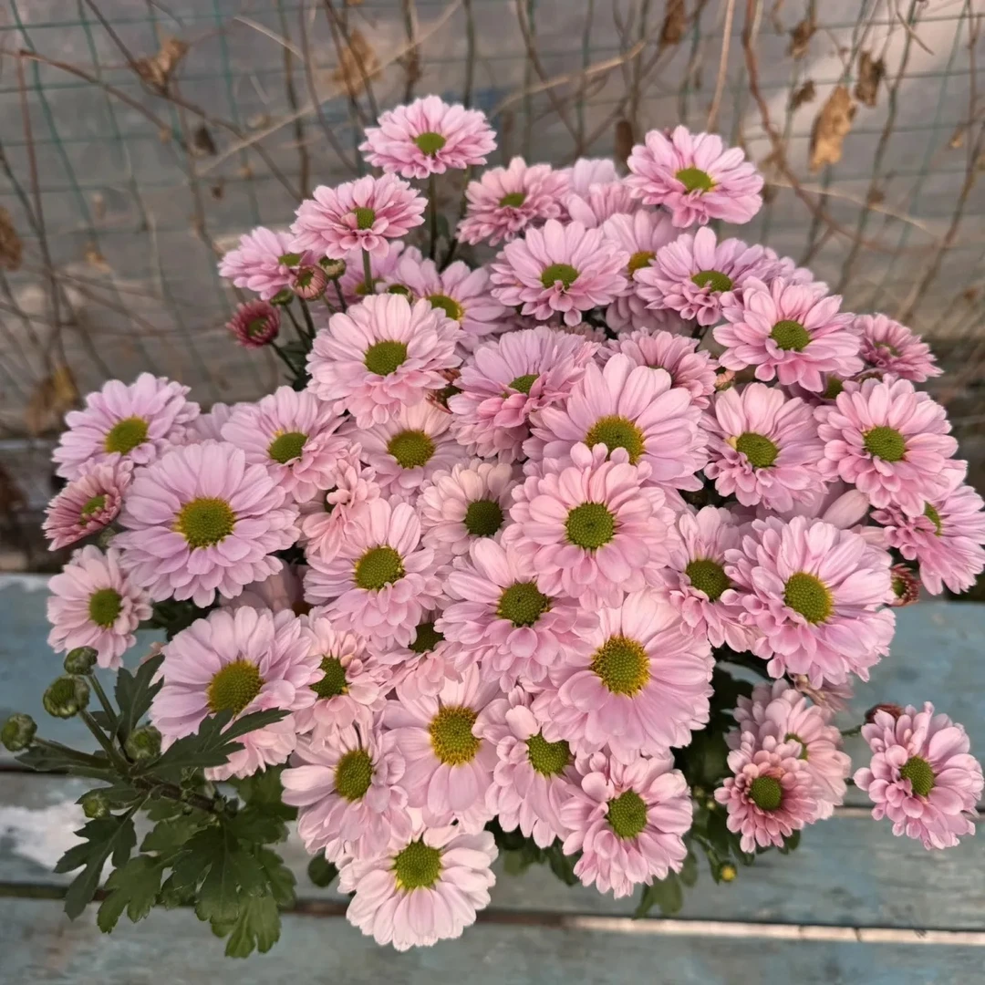 粉珍珠荷兰菊菊花重瓣花苞室内阳台开花庭院耐寒盆栽花卉植物