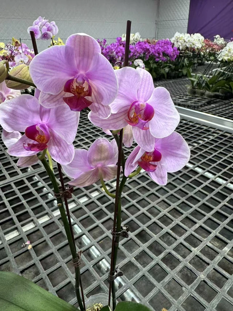 蝴蝶兰【华盛顿】无花苞 昆明基地直发