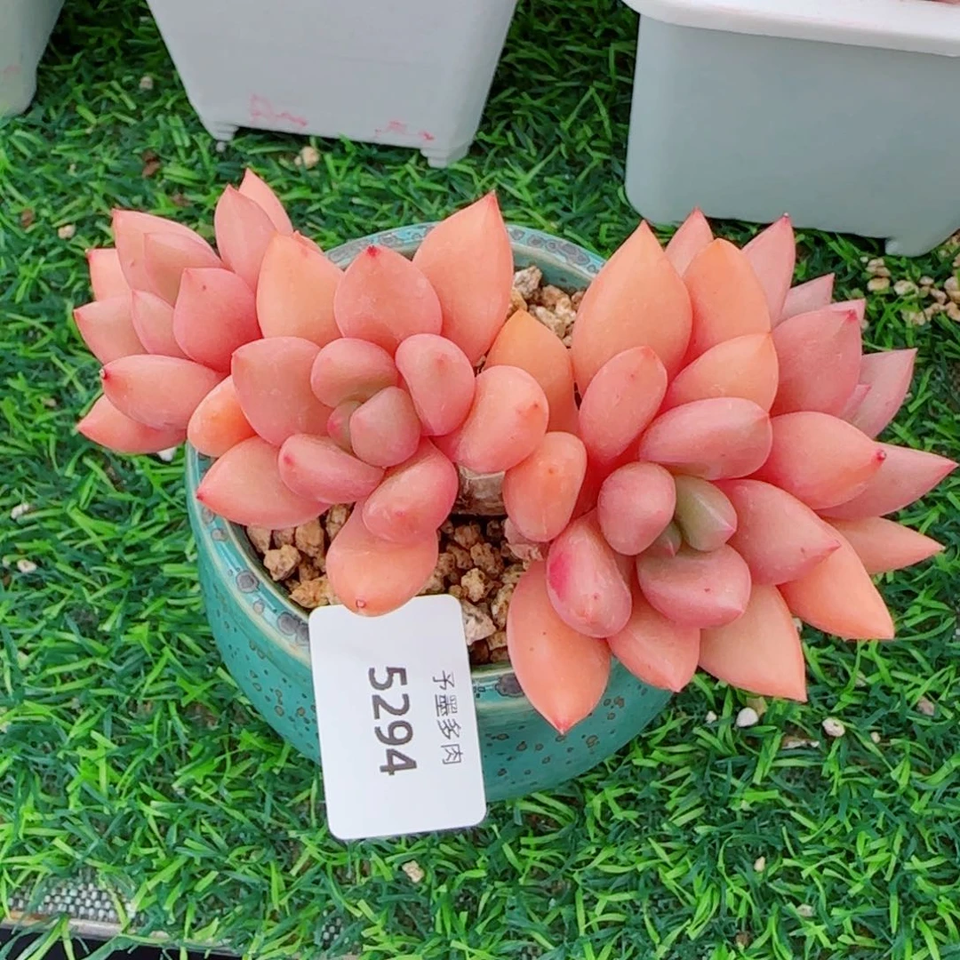 桃花源，5294多肉植物