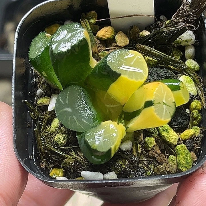 49玉龙万象锦头家多肉十二卷