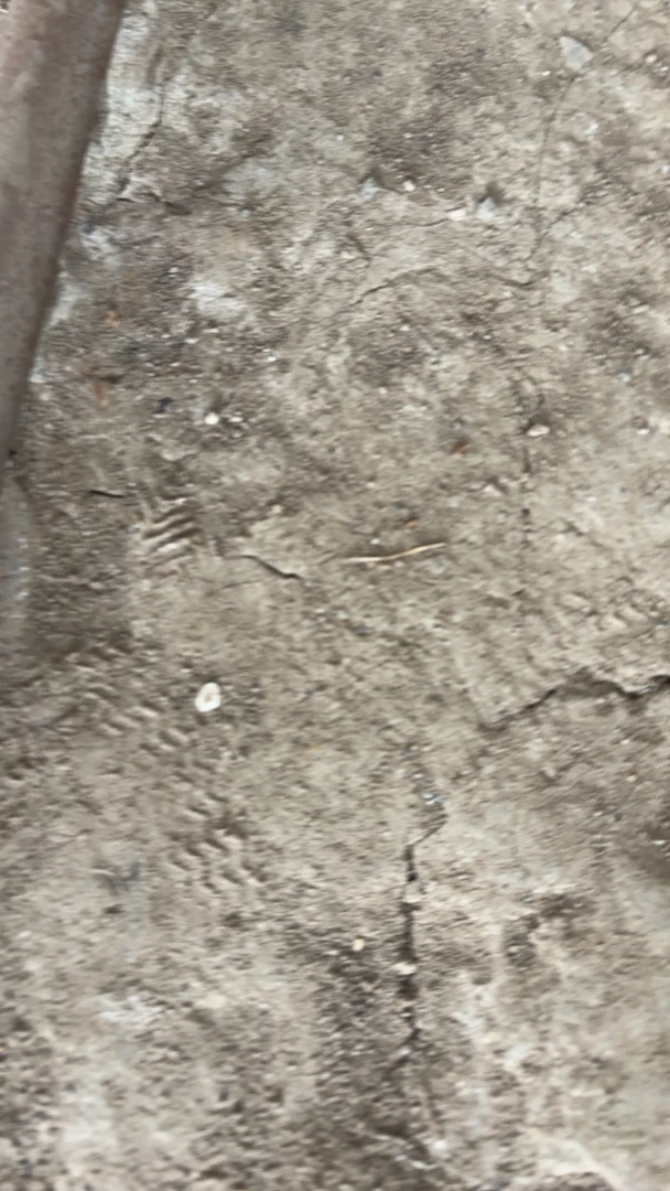 香奈儿保时捷多肉植物