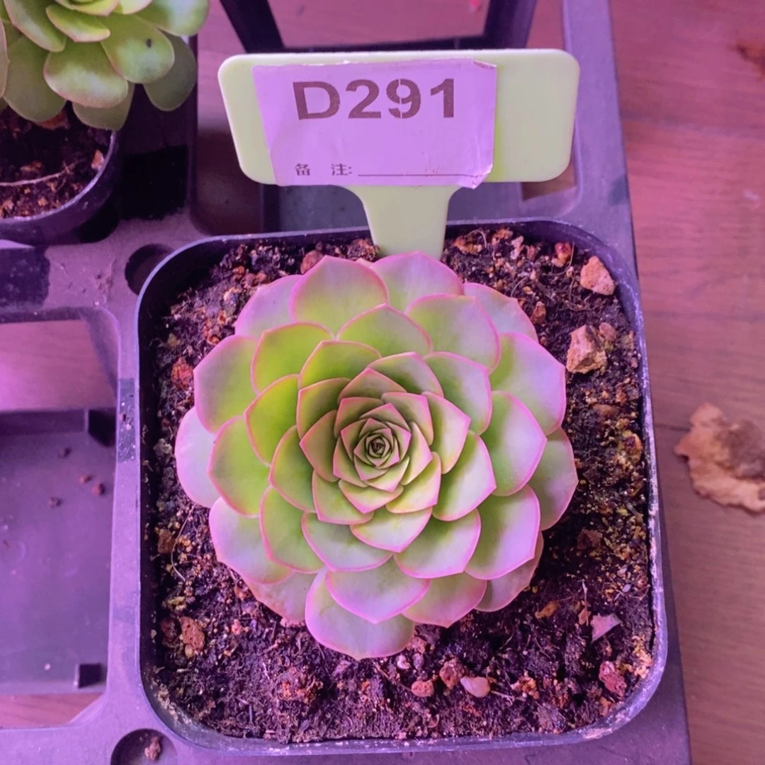 沙**鸣追光者玫瑰生长期D291