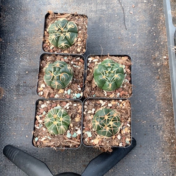 实生海王带盆土发货