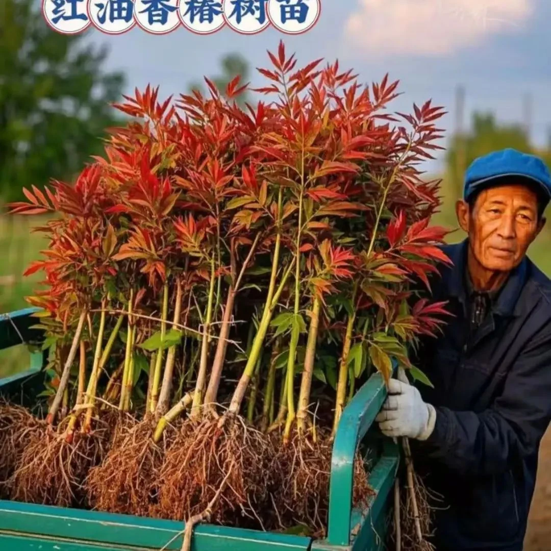红油香椿树苗高产优等香椿芽苗当年采摘盆栽地栽南北方种植香椿苗