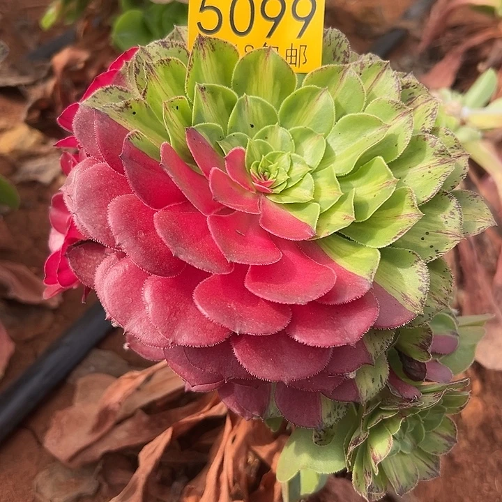 099无根多肉法师植物