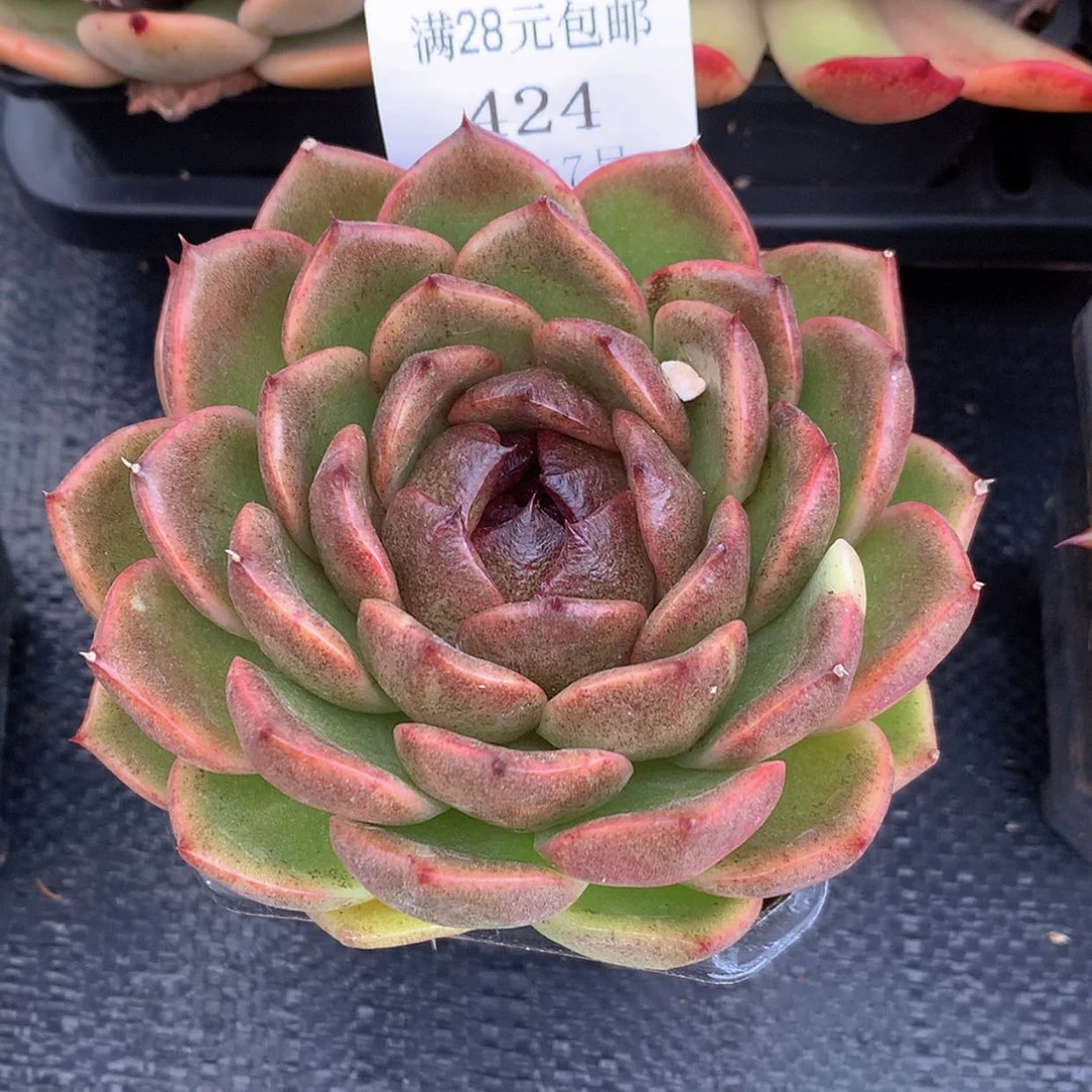 【闪购商品】云424号黑橙10厘米