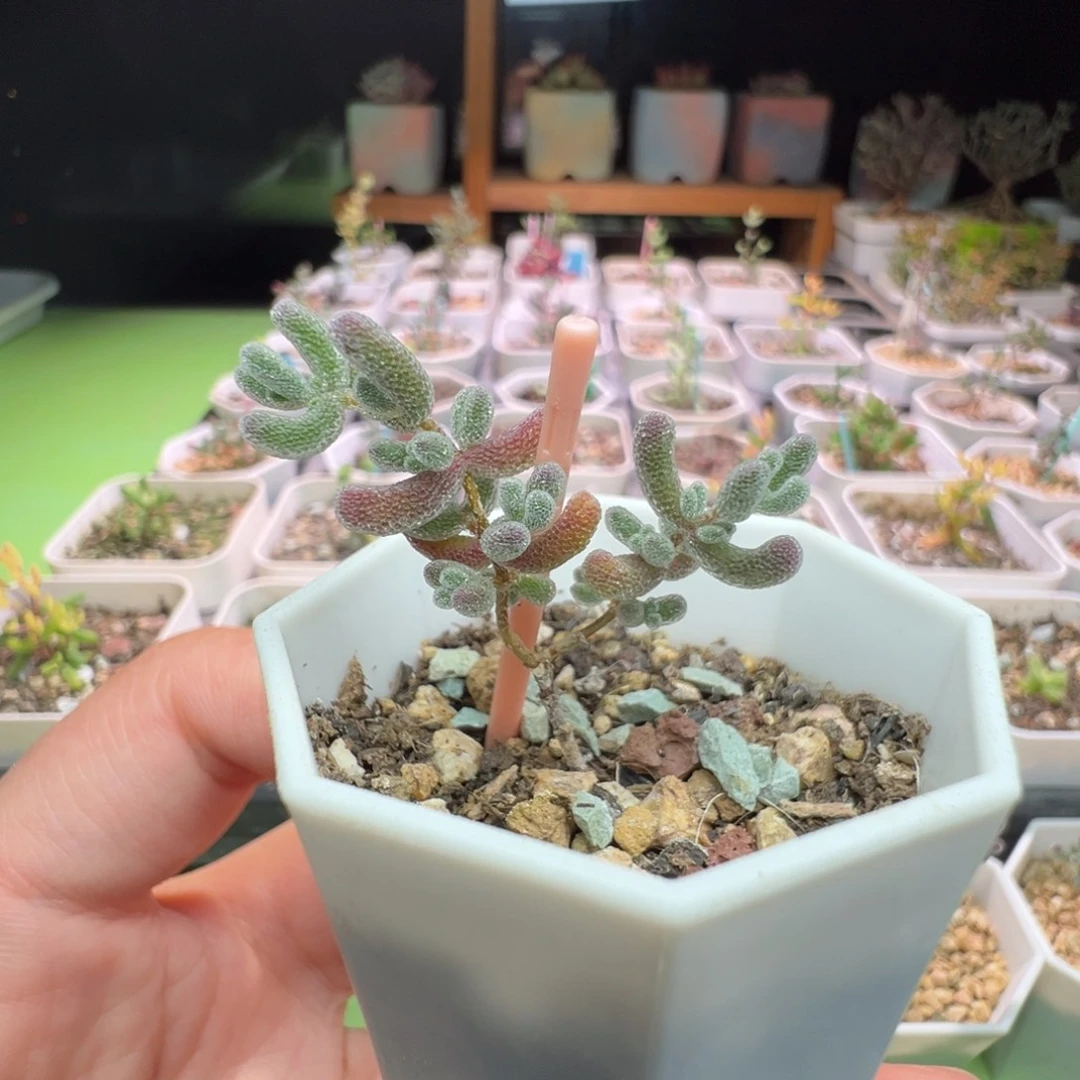 1037实生粉冰晶，一年多，拍下不退不换