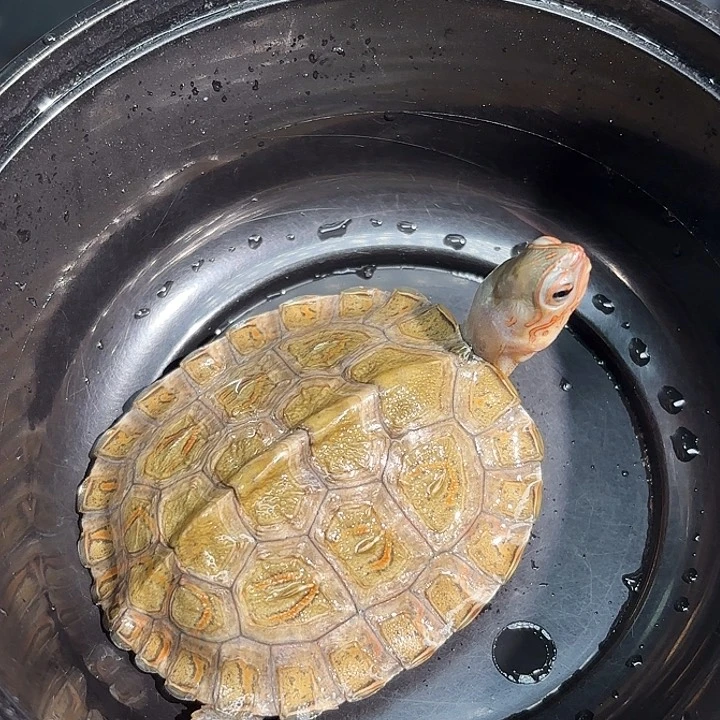 不分公母蛋龟全品洪都拉斯木纹