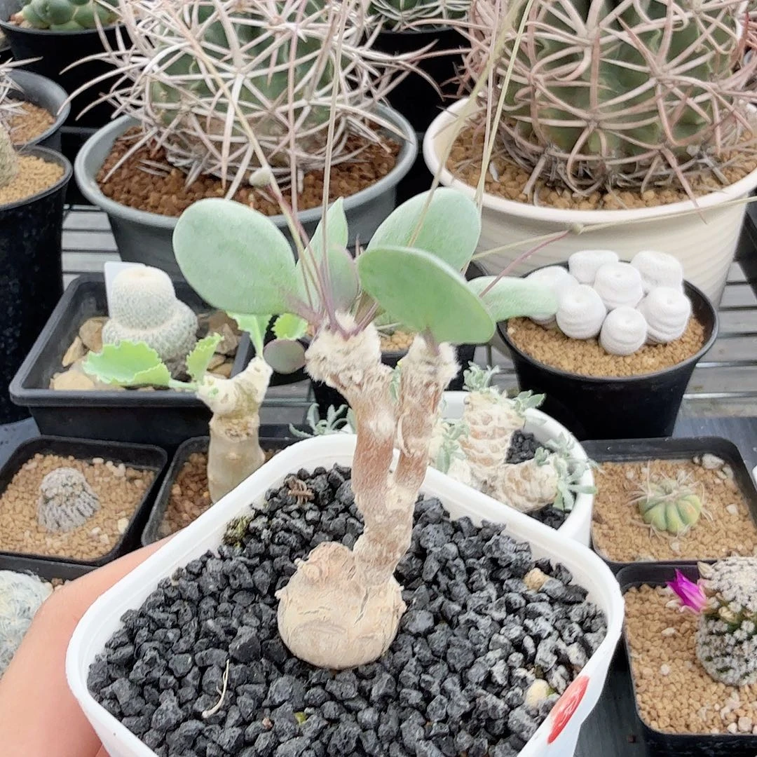 派马厚墩菊脱土发货