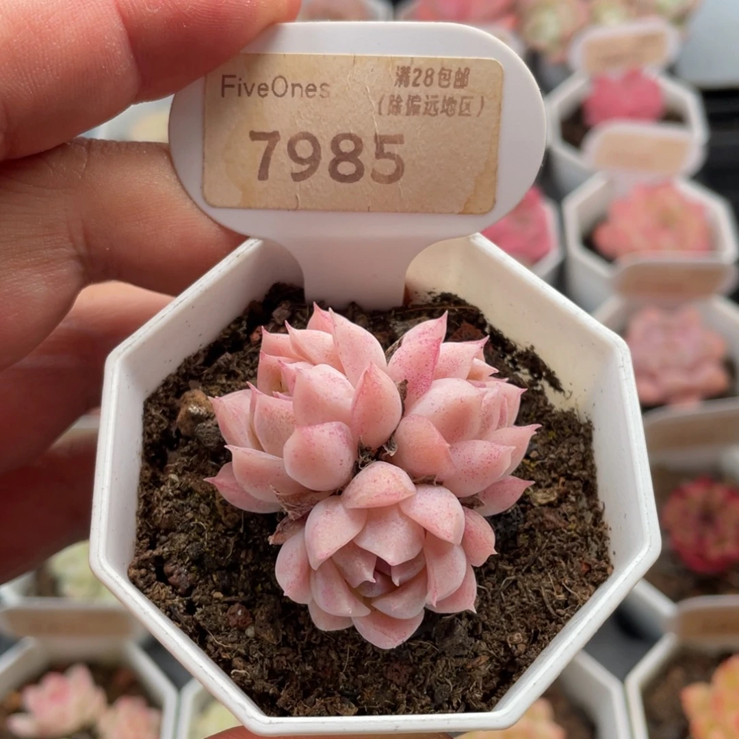 颜如玉7985-4厘米