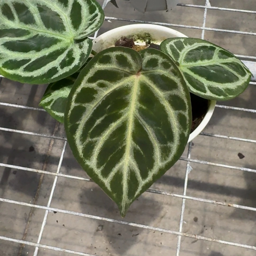 不开花植物1703 特价银红红
