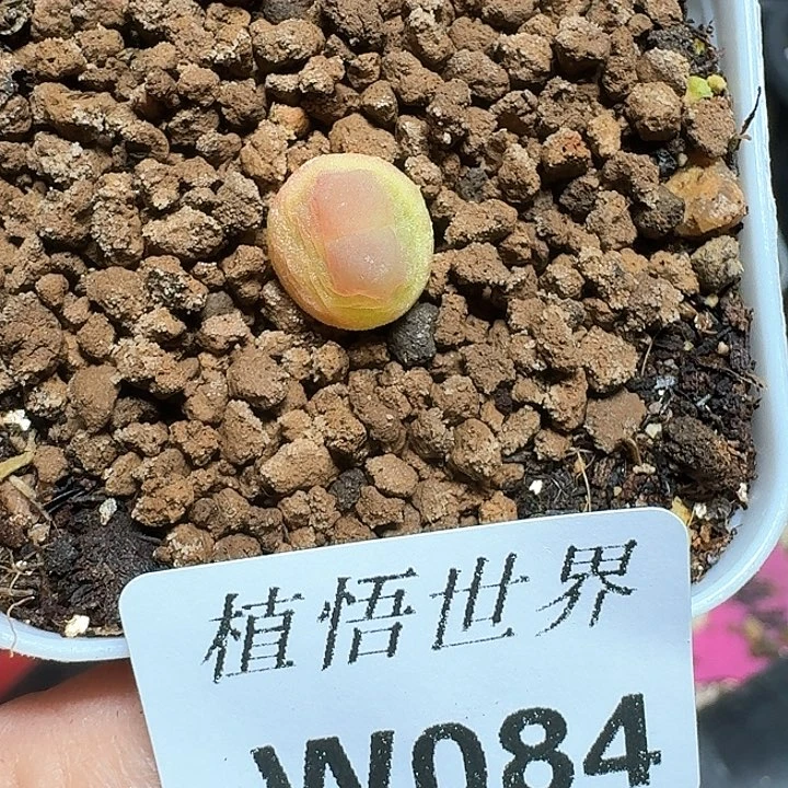 084号多肉植物哇c