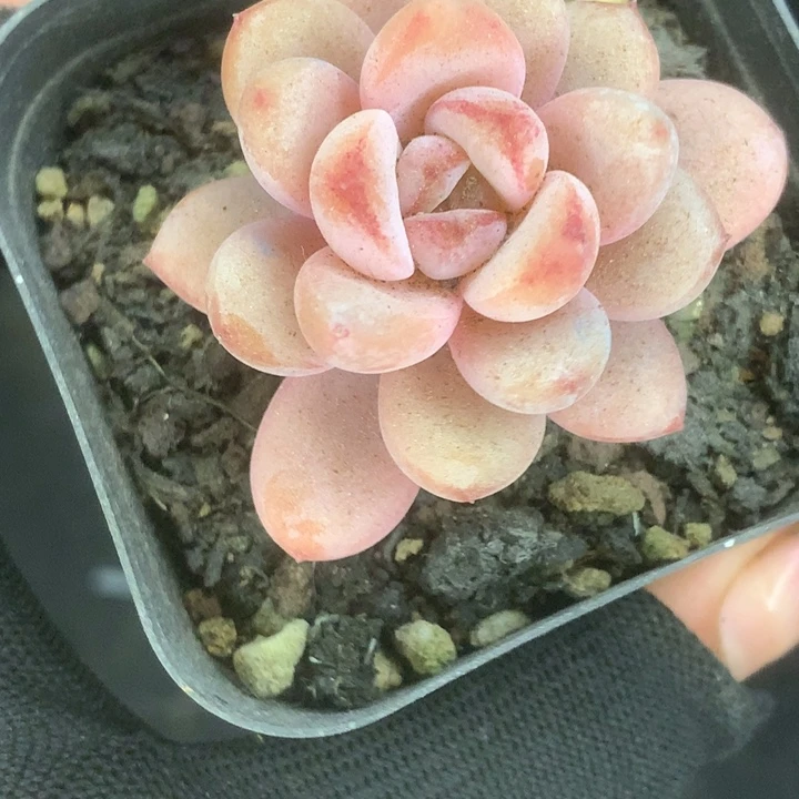 星星星 雪。（满9.99包邮不满9.99发叶子）