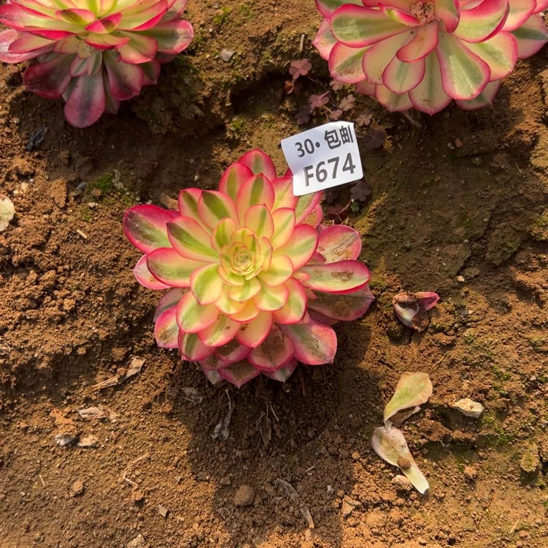 宋*姐674 多肉法师倾城