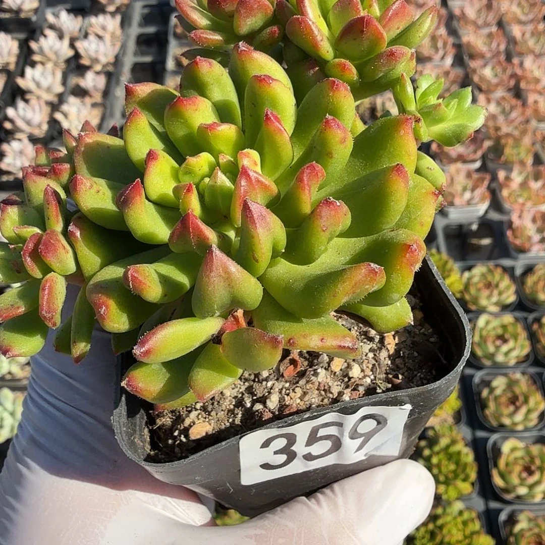 359八公分无砍小灯笼满20包邮