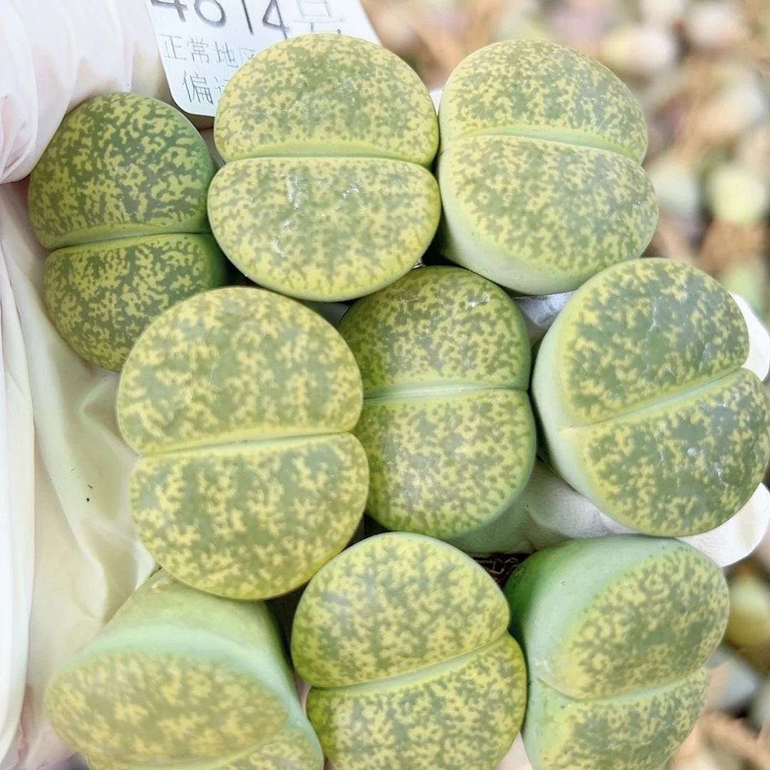 4814 好养易活生石花大母本9个2.5cm