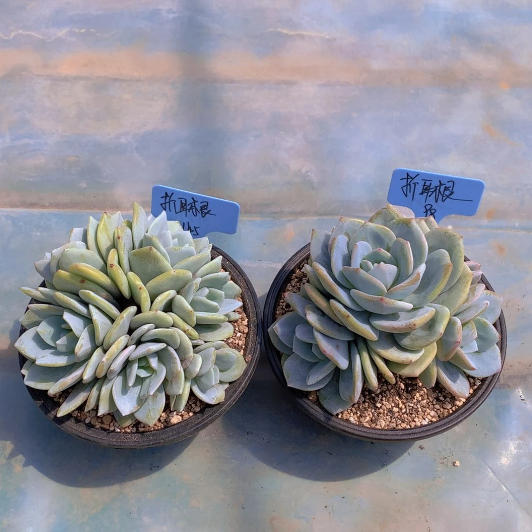 我家的小姐姐们都是我的小可爱