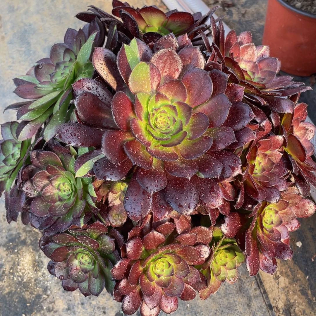 087黑骑士精品法师多肉