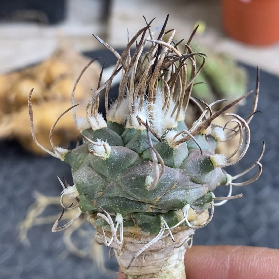 植播园艺优选乌城丸