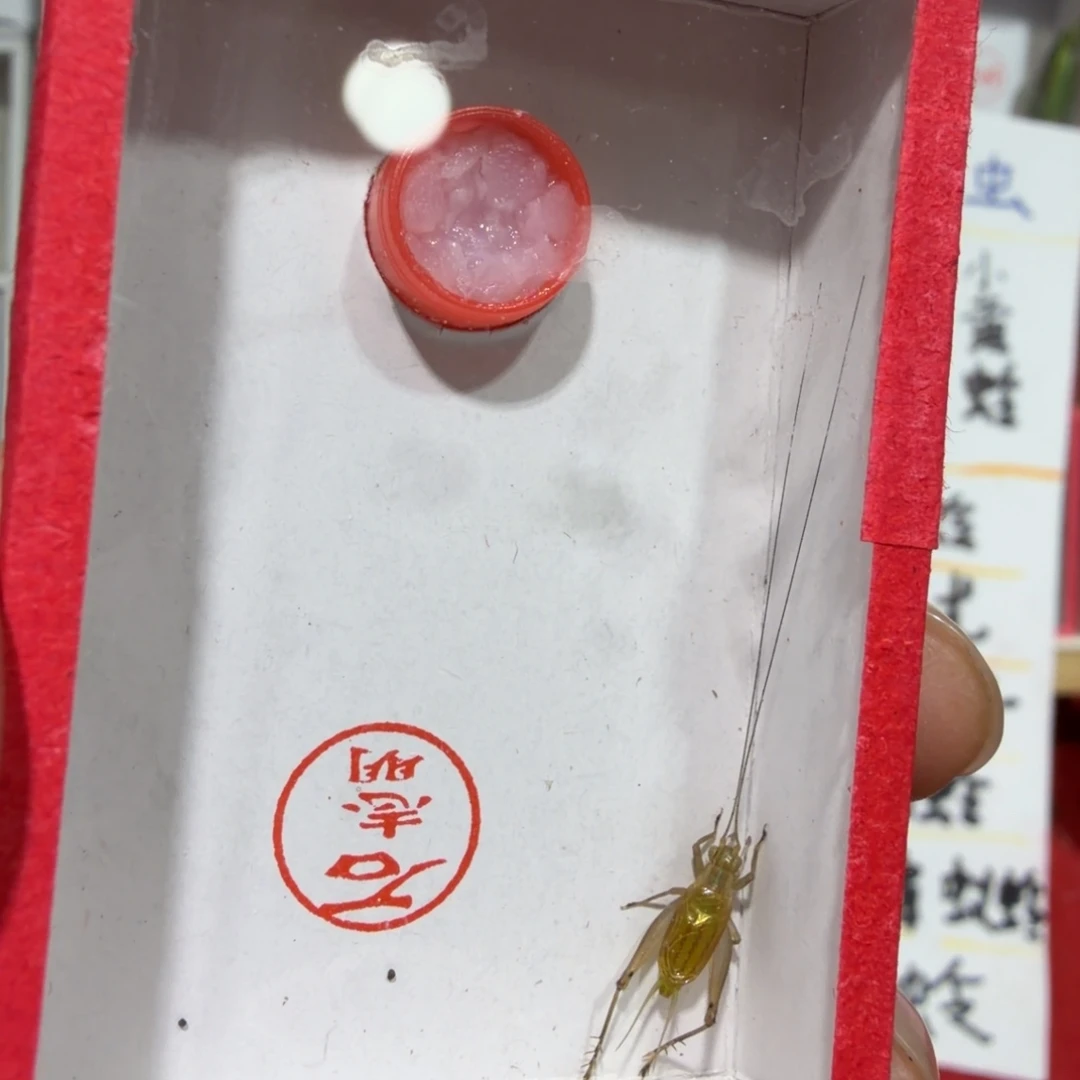 昵***置蟋蟀石老师一条包邮