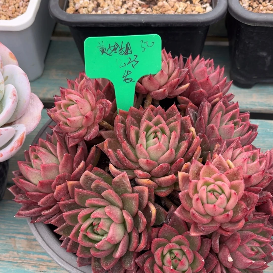 一物一拍多肉植物