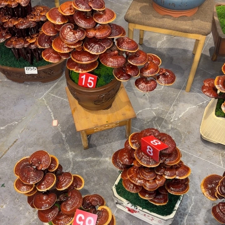 路***人灵芝8888888888888888888