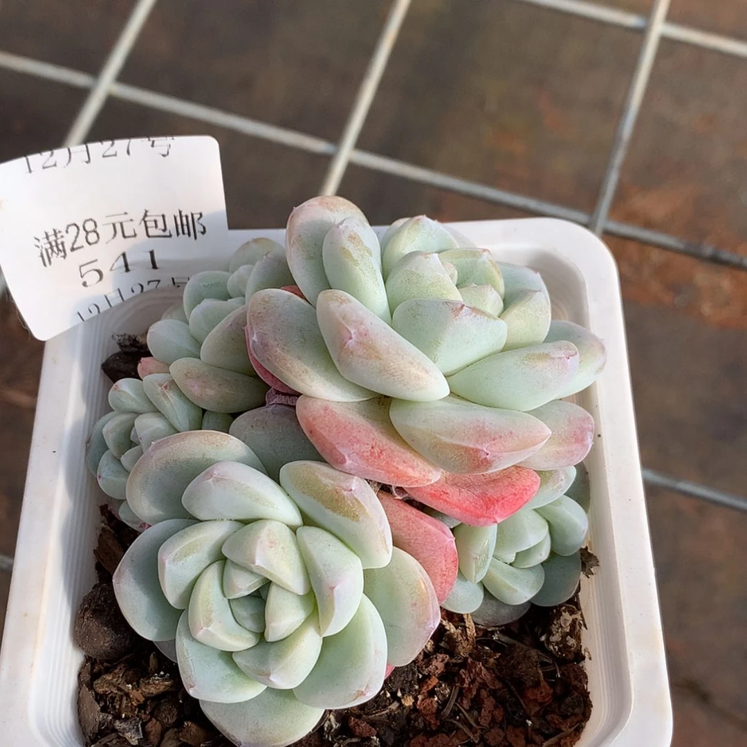 【闪购商品】云541号玉头