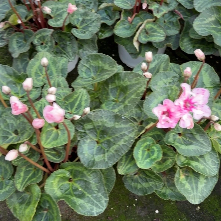 完全开放两盆幻雅