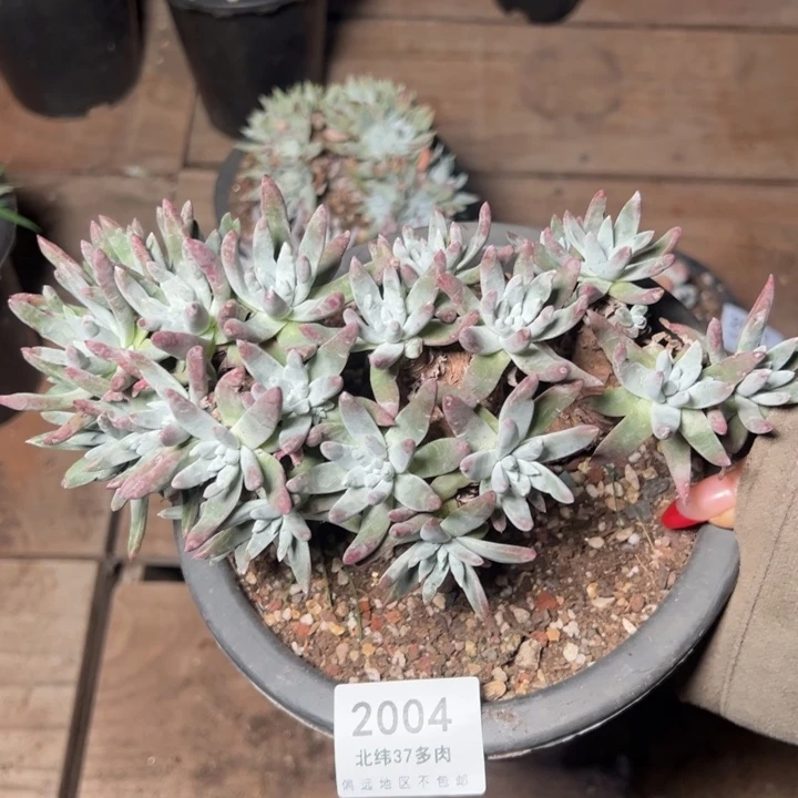 2004哈哈哈哈哈哈哈哈哈