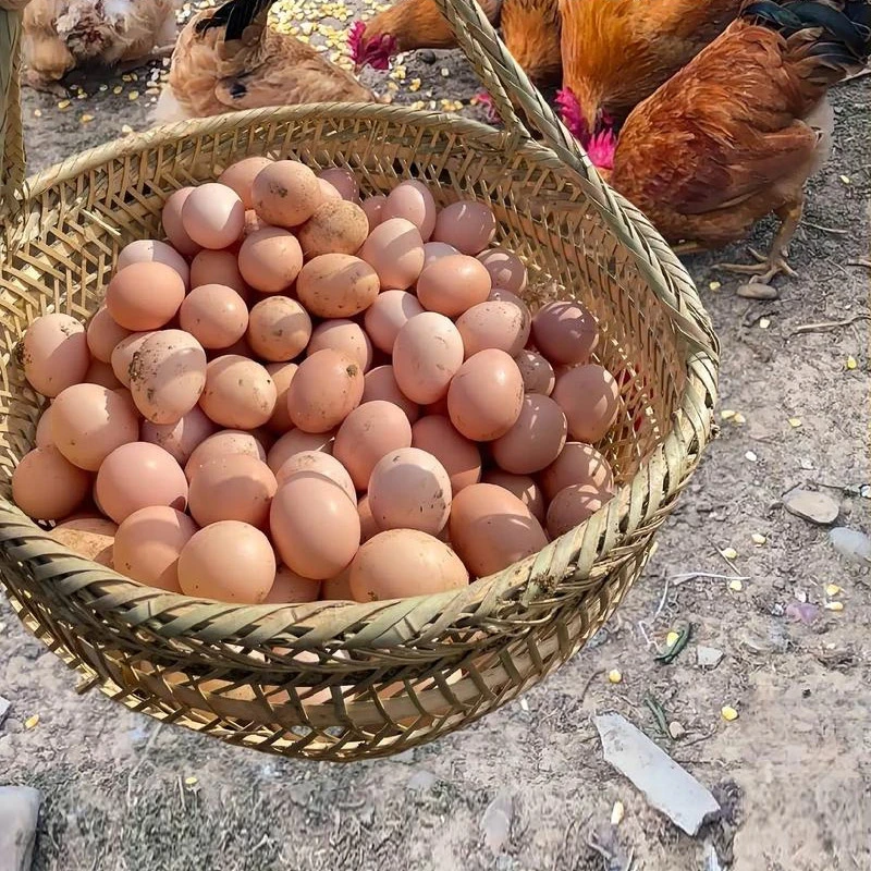 【农家鸡蛋】农村农民散养纯正土鸡蛋