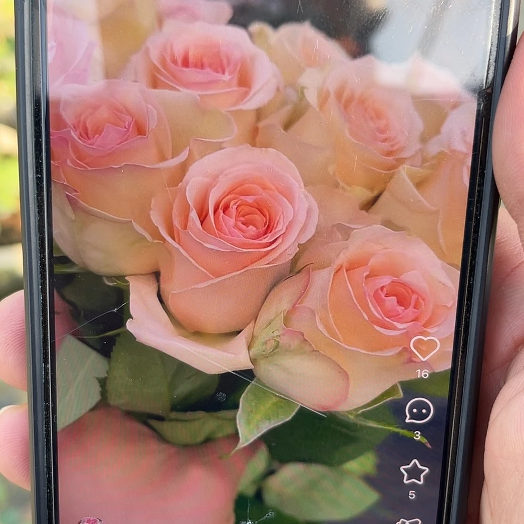 无花朵——-温柔羽翼福利