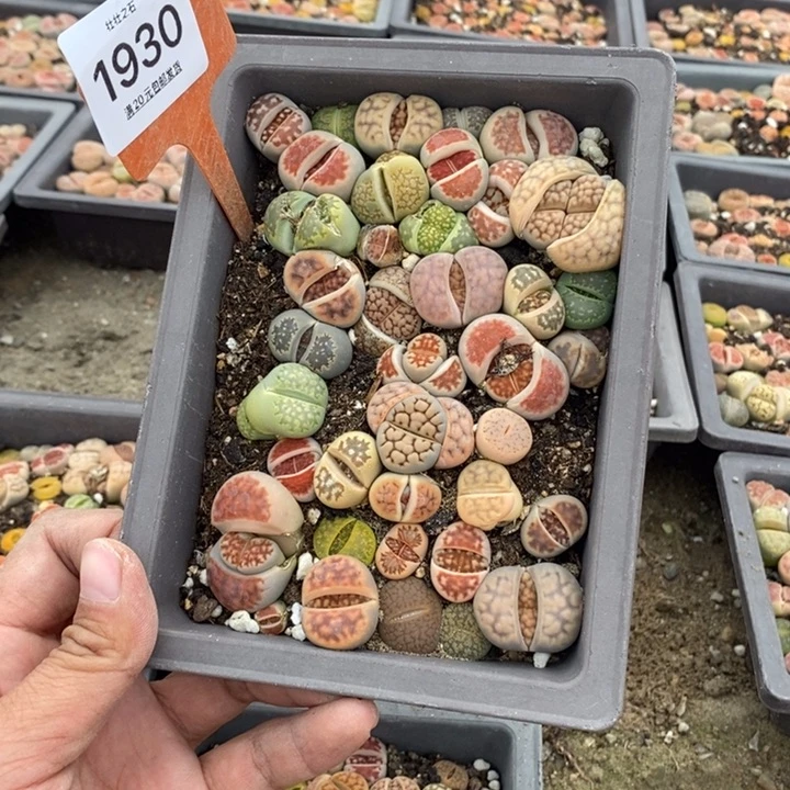 财****宠1930生石花小苗