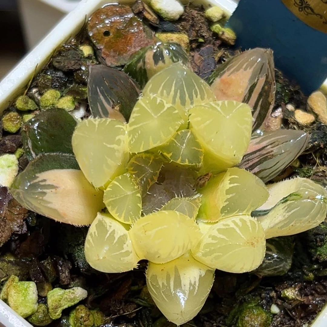 恭喜发财大吉大利0207