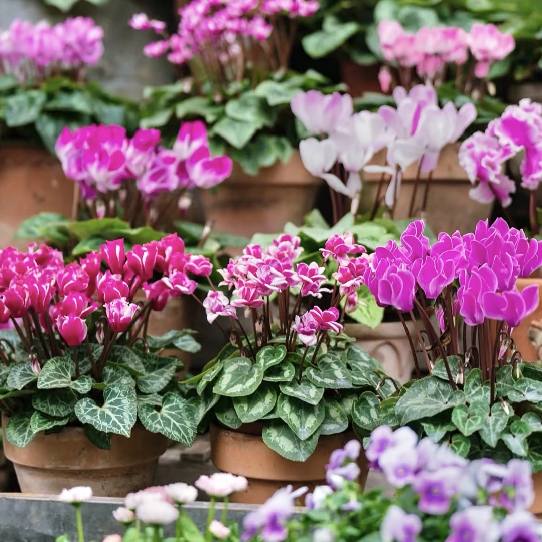 仙客来两盆装【品种不选】盆栽庭院阳台爆花强花卉新手易养护