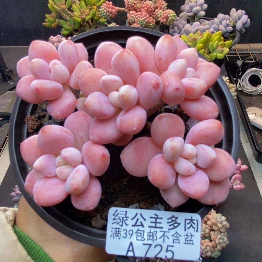 725樱花洛神多肉8c m