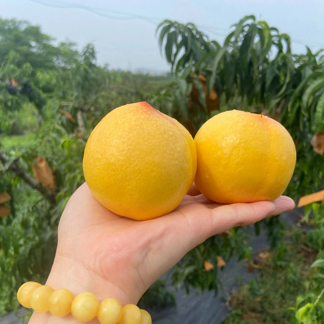 六安产地直发新鲜黄肉油桃现摘现发香甜爆汁表皮无毛的当季水果