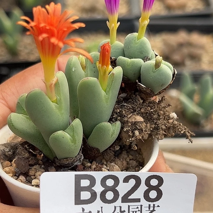 朕***妃无花朵828号少将2个