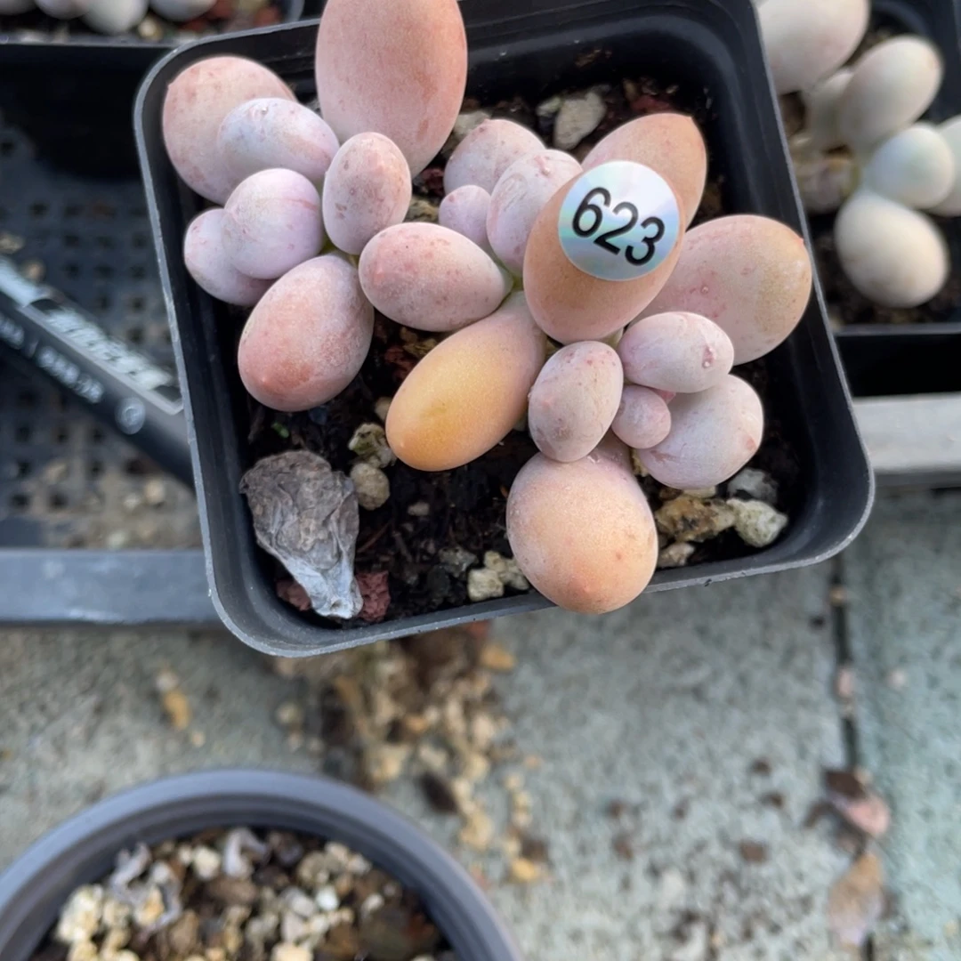 紫恩奶酪多肉植物