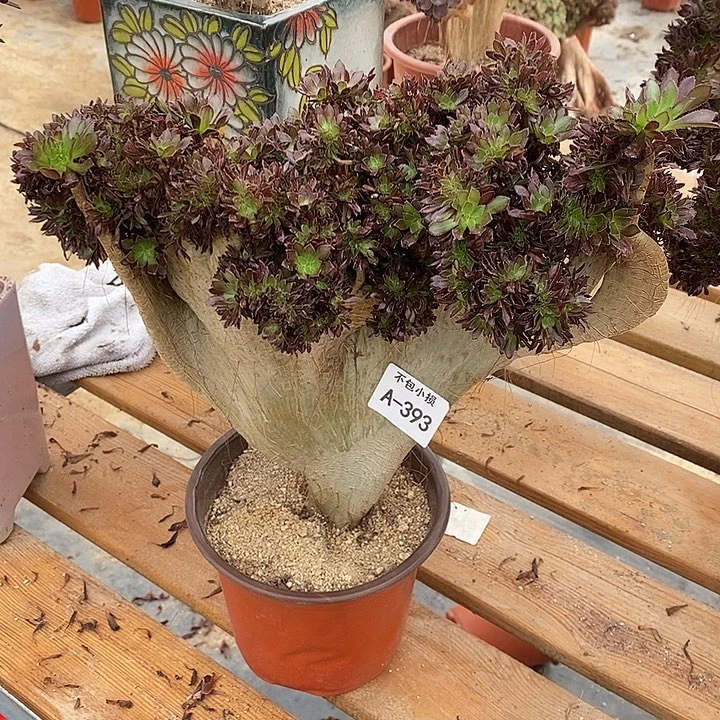 393 黑法师缀宽30 公分