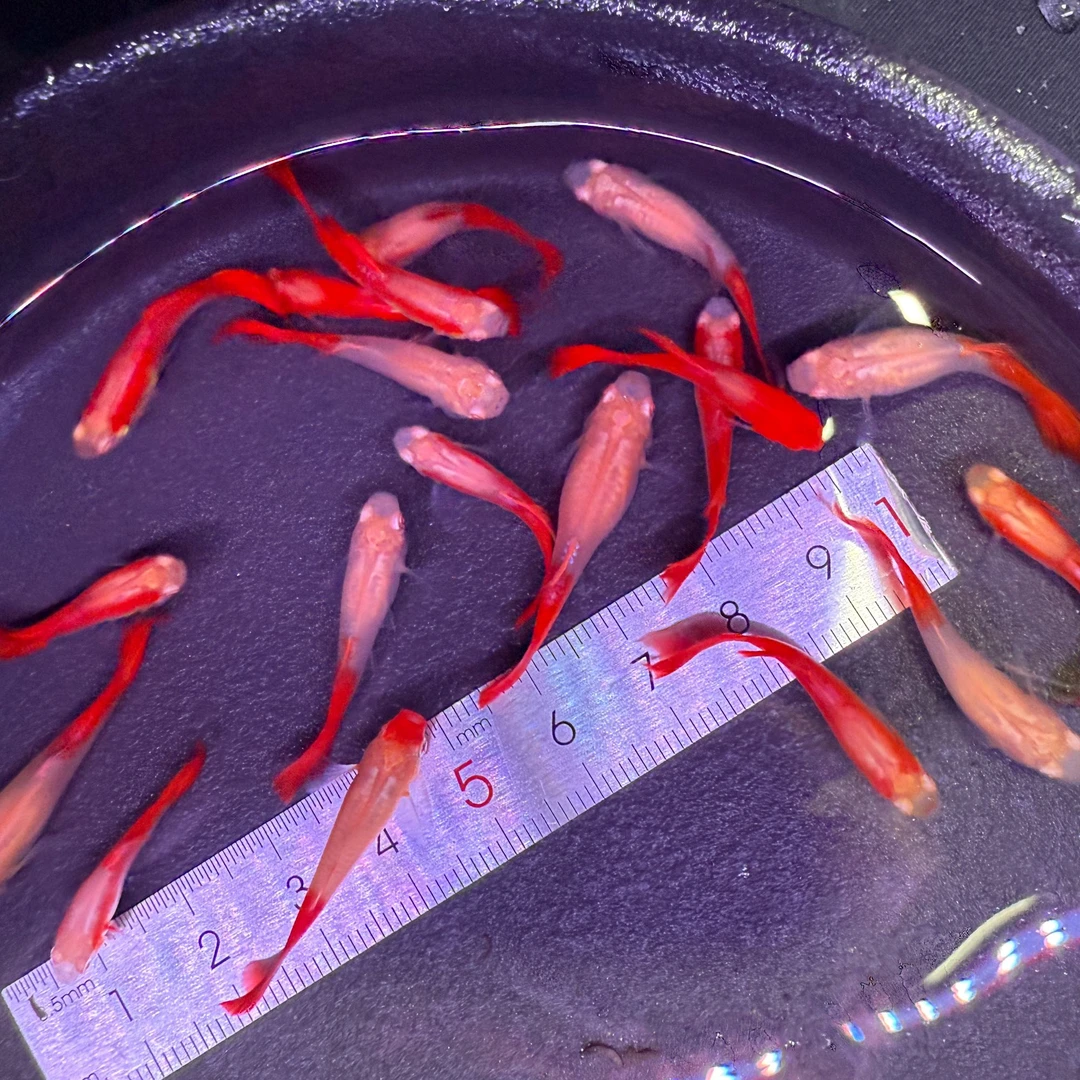 福利全红孔雀鱼 公母随机 大小随机 最小2cm以上随机发《入缸不赔》